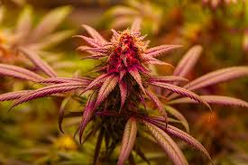 Understanding Cannabis Seeds Missouri A Comprehensive Guide Understanding Cannabis Seeds Missouri A Comprehensive Guide