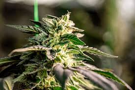 Understanding Cannabis Seeds Missouri A Comprehensive Guide Understanding Cannabis Seeds Missouri A Comprehensive Guide