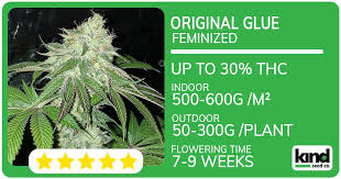 Understanding Cannabis Seeds Missouri A Comprehensive Guide Understanding Cannabis Seeds Missouri A Comprehensive Guide